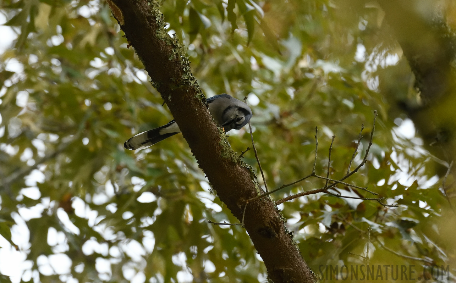 Cyanocitta cristata cristata [400 mm, 1/400 sec at f / 7.1, ISO 2500]